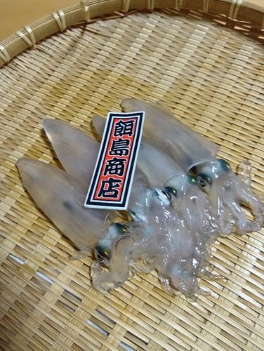 ヒイカの釣果