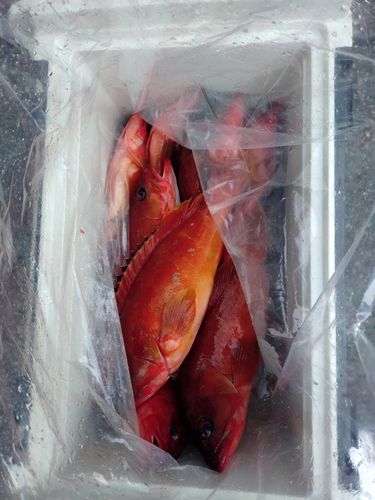 アカハタの釣果