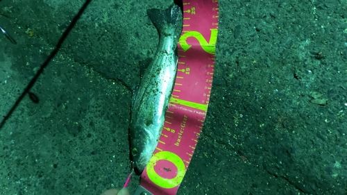 セイゴ（マルスズキ）の釣果