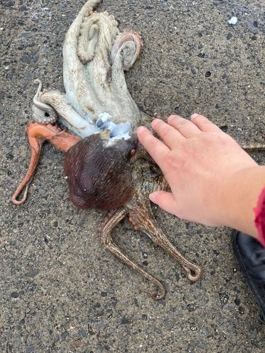 タコの釣果