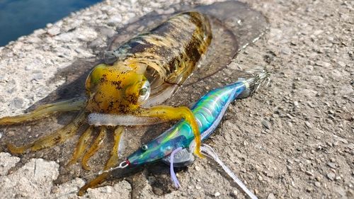 アオリイカの釣果