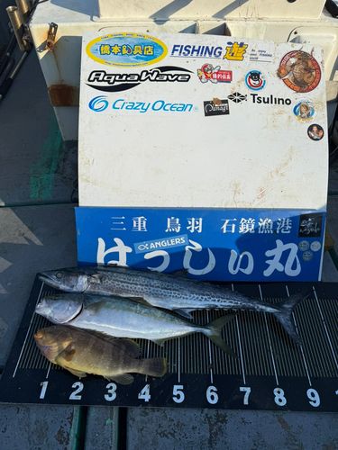 サワラの釣果