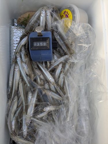 ワカサギの釣果