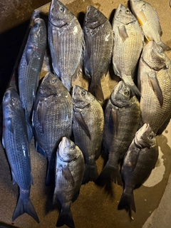 クロダイの釣果