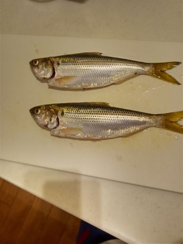 コノシロの釣果