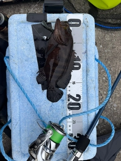 ヤミハタの釣果