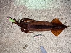 イカの釣果