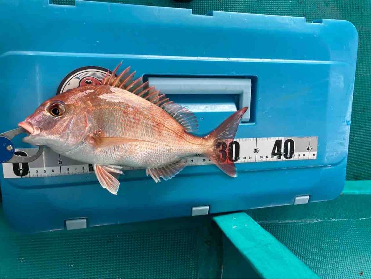 Guest35439052さんの釣果 2枚目の画像