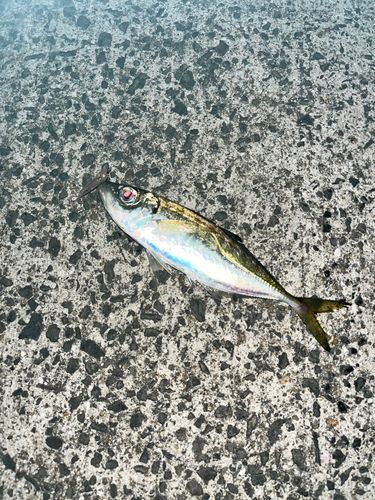 マアジの釣果