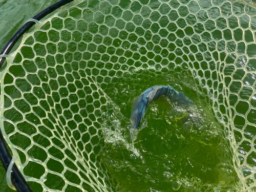 ニジマスの釣果