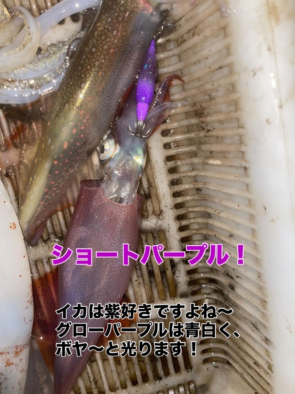 SHIMANO 2020 セフィア エクスチューン S82MLの最安値・インプレ・釣果