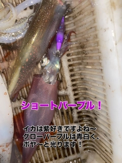 ヤリイカの釣果