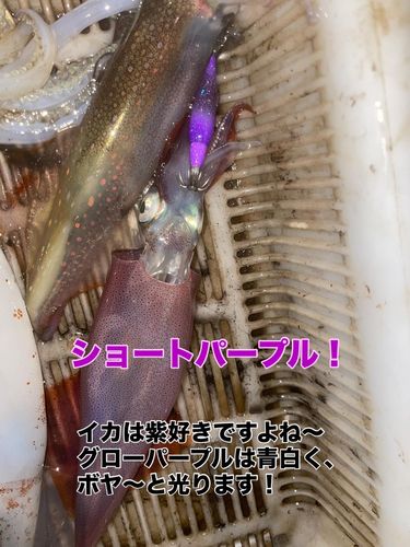 ヤリイカの釣果