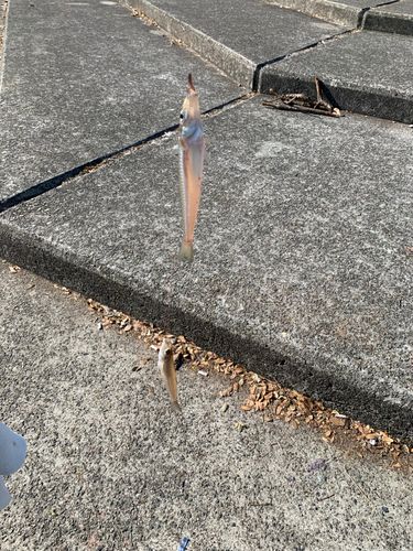 シロギスの釣果