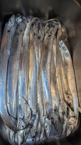 タチウオの釣果