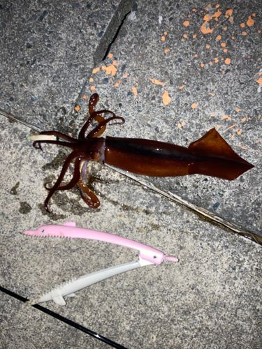 スルメイカの釣果