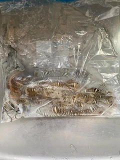 モンゴウイカの釣果