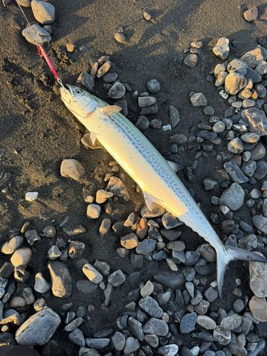 サゴシの釣果