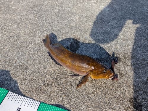 アイナメの釣果