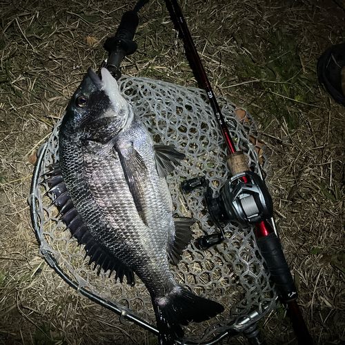 クロダイの釣果