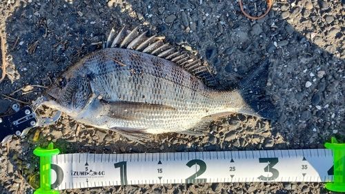 クロダイの釣果