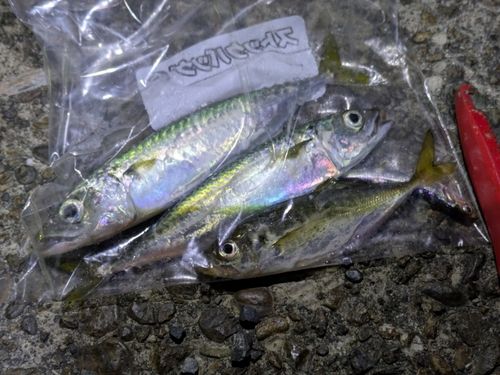 ワタリガニの釣果