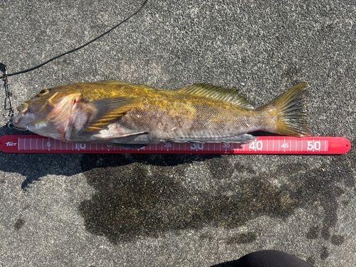 アイナメの釣果