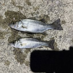 セイゴ（ヒラスズキ）