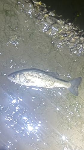 セイゴ（タイリクスズキ）の釣果