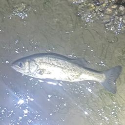 セイゴ（タイリクスズキ）