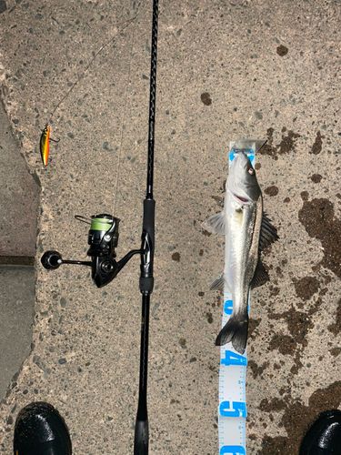 シーバスの釣果