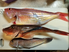 イトヨリダイの釣果