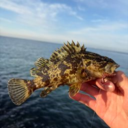 タケノコメバル