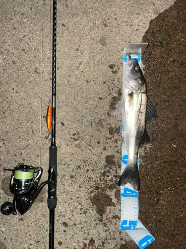 シーバスの釣果