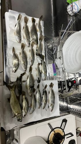 茅ヶ崎ヘッドランド