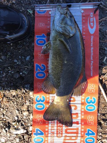 スモールマウスバスの釣果