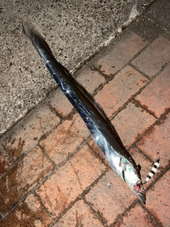 タチウオの釣果