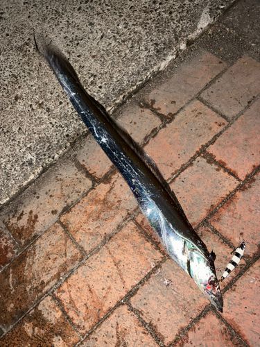 タチウオの釣果