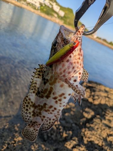 イシミーバイの釣果