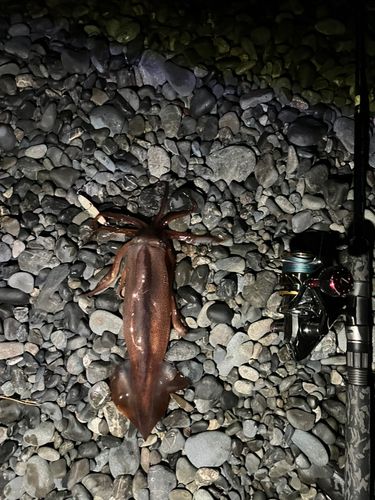 スルメイカの釣果