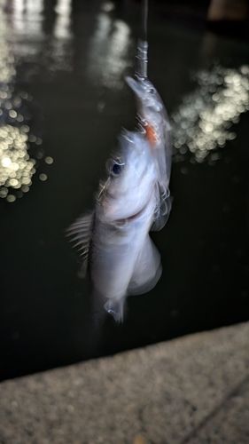 セイゴ（マルスズキ）の釣果