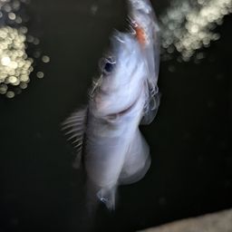 セイゴ（マルスズキ）