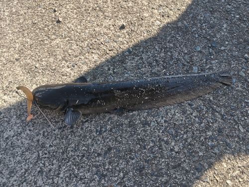 ナマズの釣果