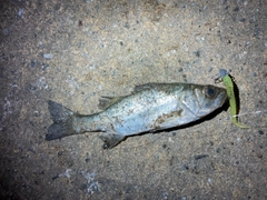 セイゴ（マルスズキ）の釣果