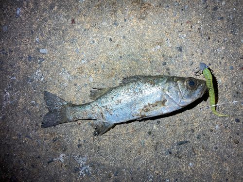 セイゴ（マルスズキ）の釣果