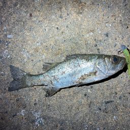 セイゴ（マルスズキ）