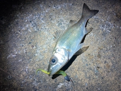 セイゴ（マルスズキ）の釣果