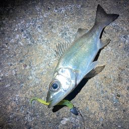 セイゴ（マルスズキ）