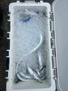 タチウオの釣果