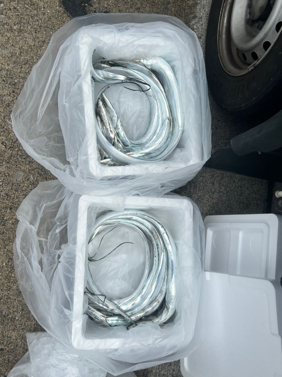 uraちゃんさんの釣果 3枚目の画像